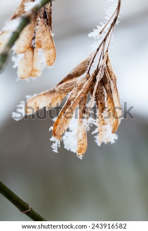 Branches and leaves full of hoarfrost with natural background