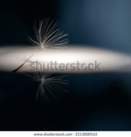 Similar – Foto Bild Pusteblume im Abendlicht