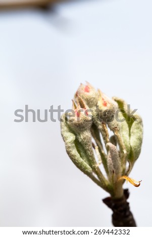 Spring blossoms on tree branches - pear tree buds