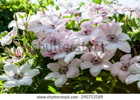 Beautiful pink and white clematis plant with flowers and natural background