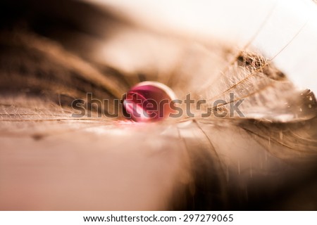 Macro, abstract composition with colorful water drops on dandelion seeds