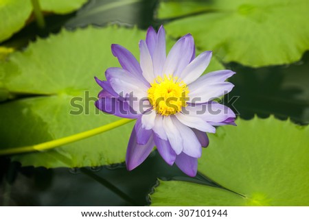 Nymphaea - beautiful water lily from Kew Gardens - Kew\'s stowaway blues. Beautiful details and colors