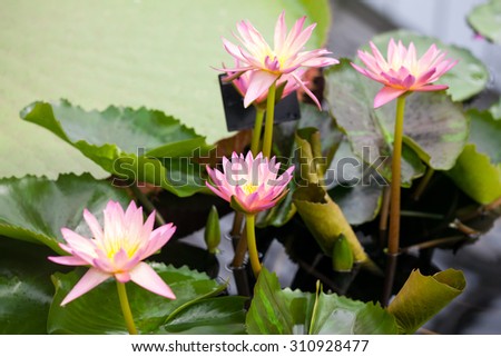Beautiful, pink water lily from Kew Gardens - beautiful details and colors
