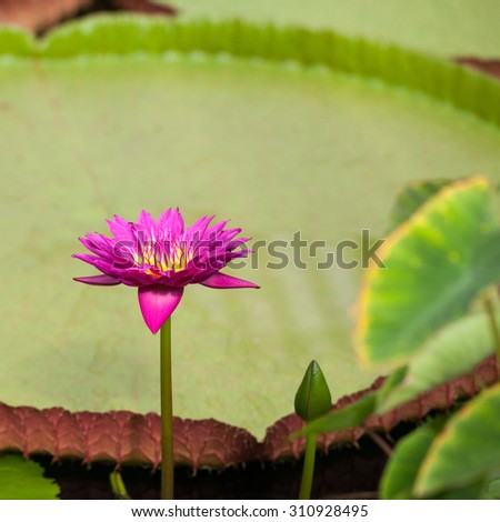Beautiful, pink water lily from Kew Gardens - beautiful details and colors