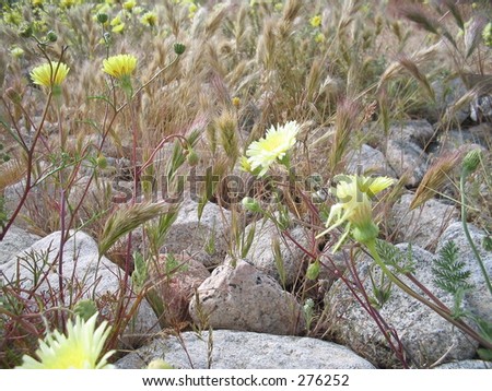 blooming desert flowers and grasses among rocky terrain after rainy season