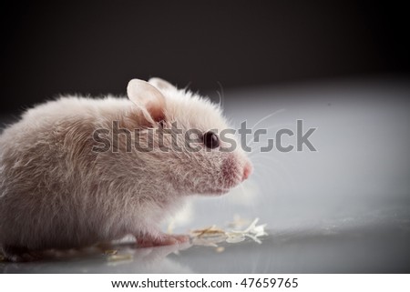 White rat