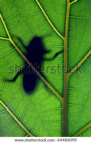 Bug stay on leaf in backlight
