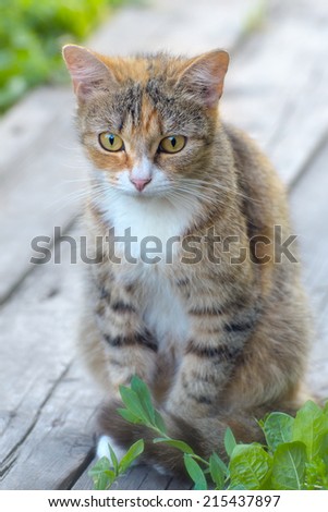 Pretty Cat or Kitten with White and Brown Hair, Sitting on Boards, Outdoor Shot at Summer Day