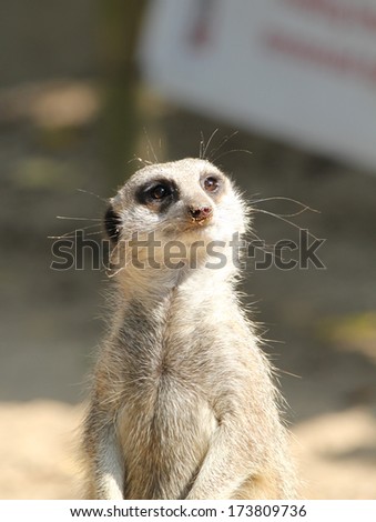 Camera Friendly meerkat facing front