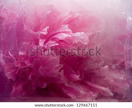 Frozen beautiful    pink peony flower.  blossomsin the ice cube
