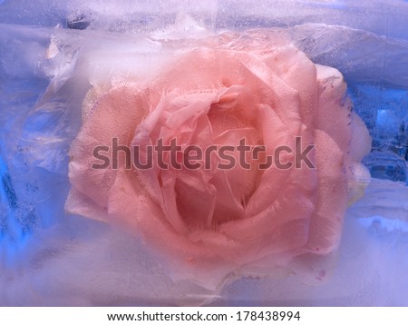 rosa of Flower frozen in ice, art winter background.