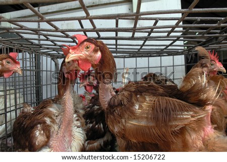 chickens in a cage at the market