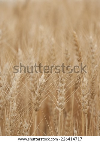 Ripe wheat close-up with selective focus in foreground