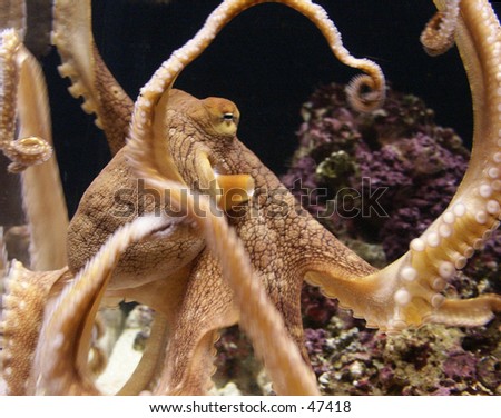 Octopus Dance Stock Photo 47418 : Shutterstock