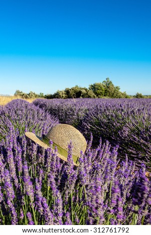 Vertical view of lavender fields with typical hat in Provence, France
