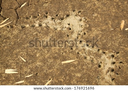 Tracks of turtle on the soil in thatako thailand