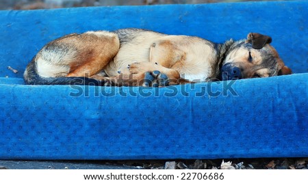 Lonely tired dog sleep on couch outdoor