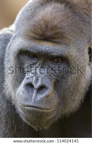Close up of a Western Lowland Gorilla Face