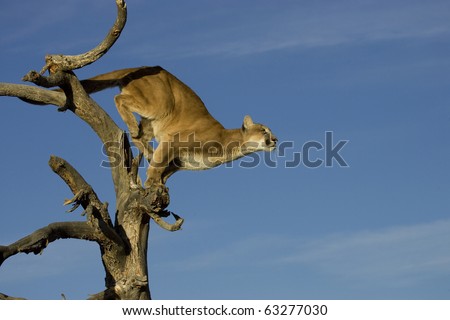 Mountain Lion prepares to leap from tree