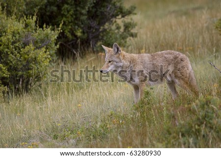 Coyote roams the meadows in the Rocky Mountain region