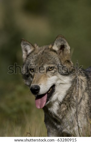 Adult Female Wolf Sitting on the edge of the forest