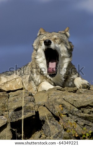 Wolf sits atop a rocky ledge