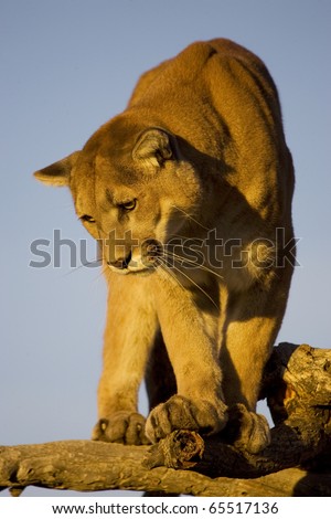 Mountain Lion looks down from a vantage point