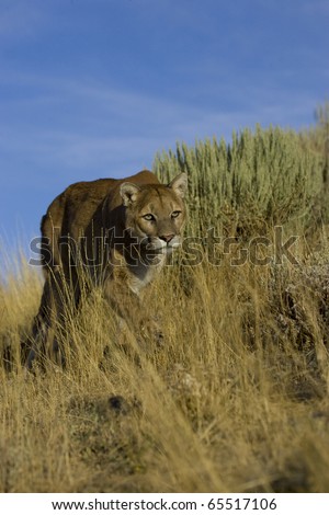 MOUNTAIN LION, COUGAR IN MONTANA
