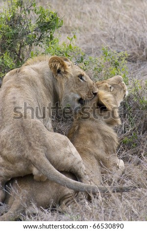 Young Male Lion takes advantage of his brother