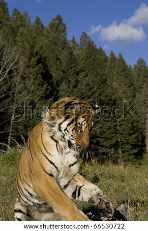 Siberian Tiger jumps into the air