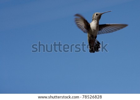 Flying Hummingbird in Palm Springs California
