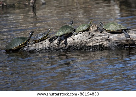 Turtles In A New Orleans Bayou Stock Photo 88154830 : Shutterstock