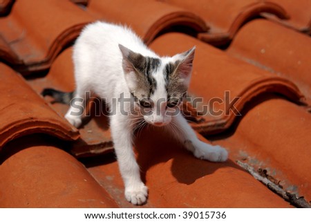 White cat walk on the roof