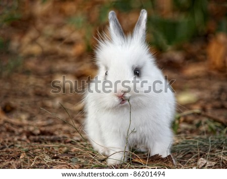 Baby white rabbit in grass, Cute Rabbit