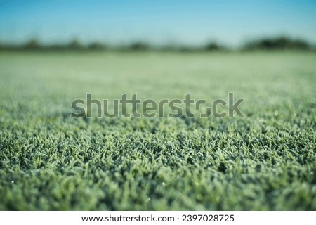 Similar – Image, Stock Photo Frozen grass on sunny day in winter