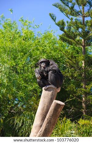 chimpanzee in a tree