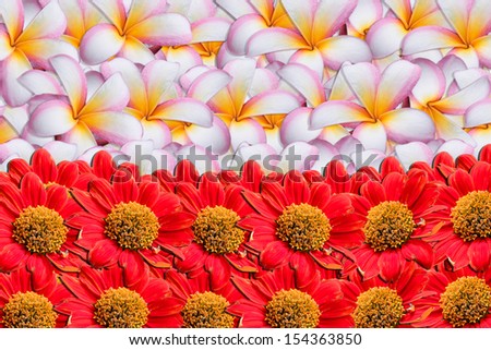 Red zinnia flower and plumeria flower on the white background.