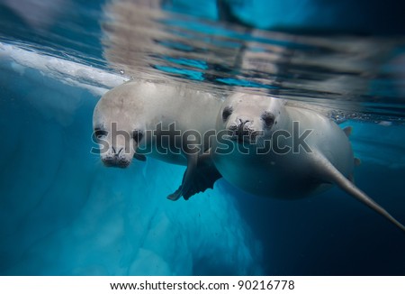 two diving crabeater seals (Lobodon carcinophagus)