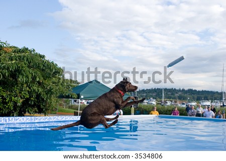 Black Labradore Retriever dock diving. This is a very new and rapidly growing sport.