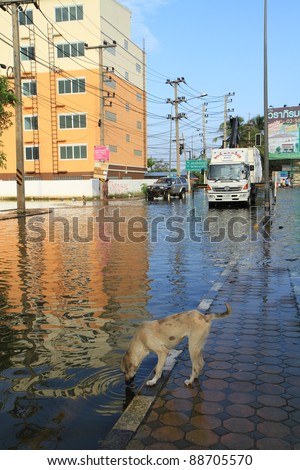 BANGKOK-NOV 13 : A dog drinks water from water flood during the worst flooding in decades on November 13,2011 Bangkok, Thailand.