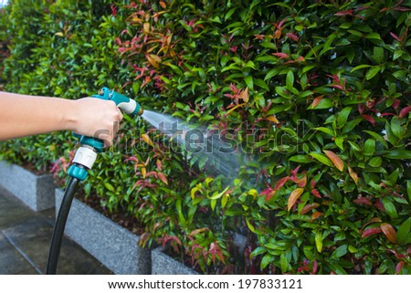 Hose nozzle spraying water on plants outdoors