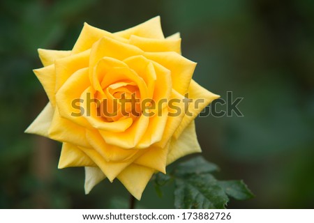 A beautiful deep yellow rose