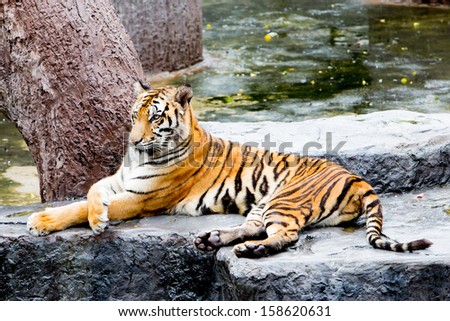 A tiger sitting in a zoo