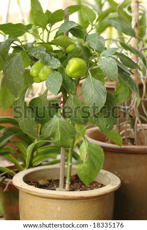 Fresh and growing green chili bell pepper plant