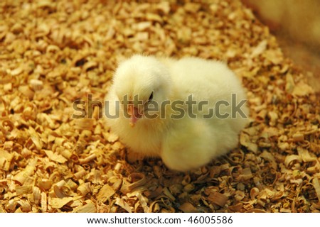Yellow newborn chick pet in a farm