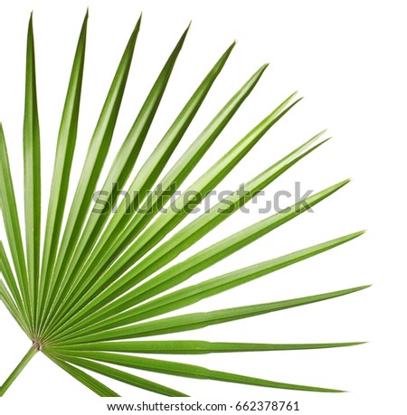 Palm Leaf