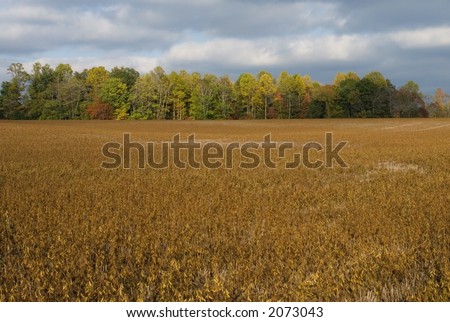 Looking across a Soy Field in rural Tennessee.