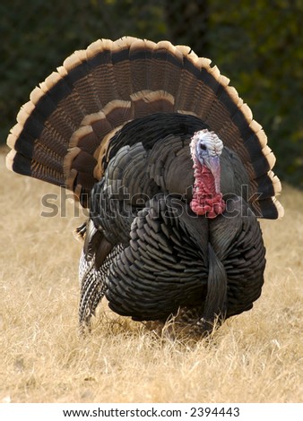 A male wild turkey with his feather fanned out.