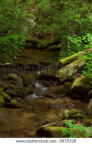 Stream along Deep Creek Trail Smoky Mountains National Park