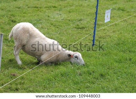 sheep eating grass on the other side of electric fence